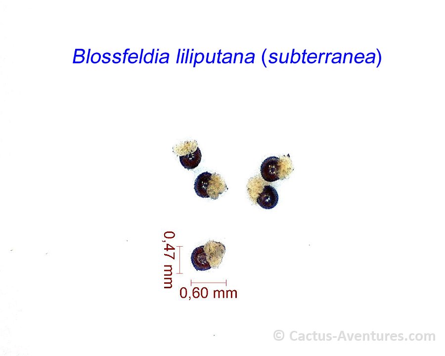 Blossfeldia liliputana subterranea